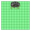 11" X 11" DTF Transfer Thumbnail